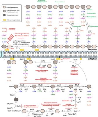 Revisiting Anti-tuberculosis Therapeutic Strategies That Target the Peptidoglycan Structure and Synthesis